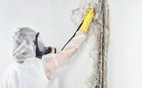 Mold Removal for HVAC Installations in Pleasure Point, CA